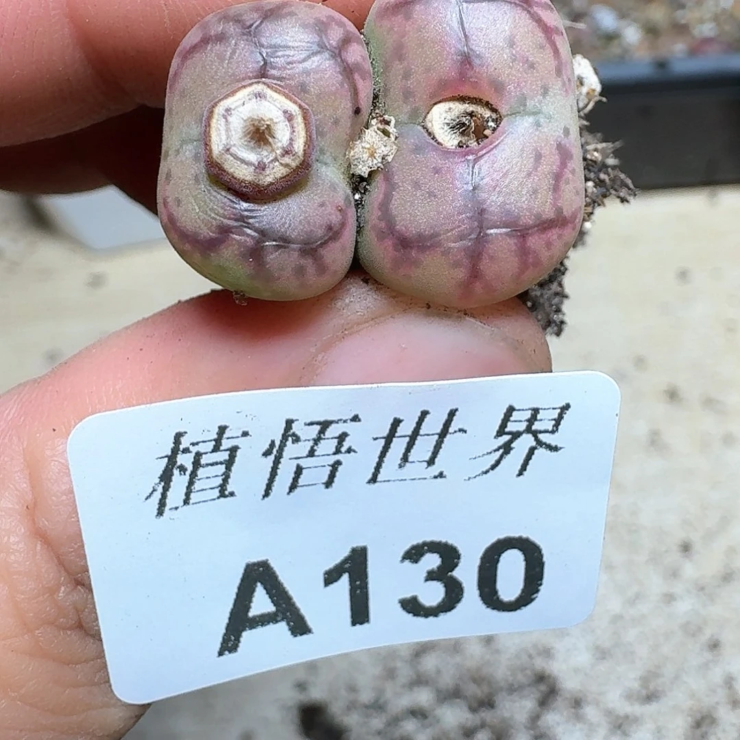 130盒多肉植物哇f c