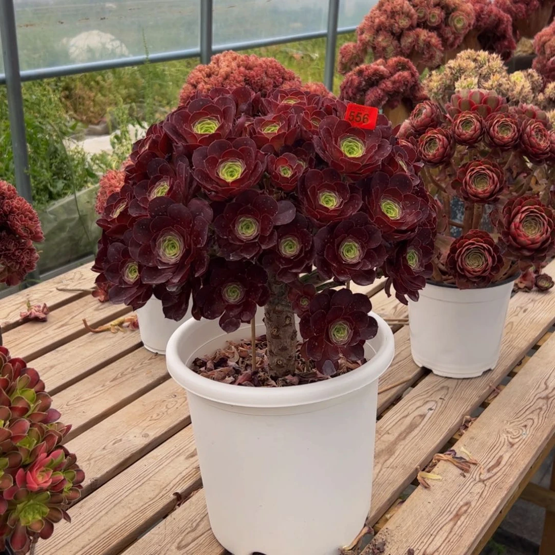 556炖肉植物发货魅金