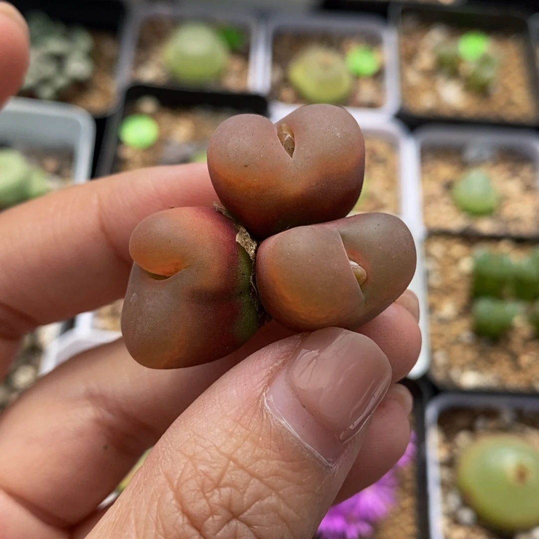 3头（瑕疵）多肉植物397