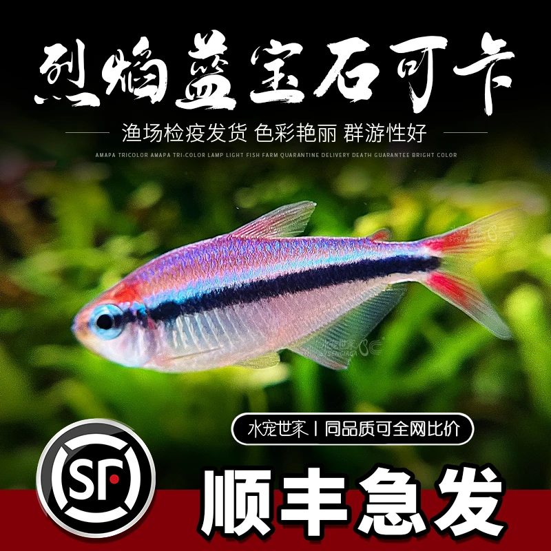 直播烈焰蓝宝石可卡灯鱼南美进口高端灯鱼稀有淡水鱼草缸群游鱼