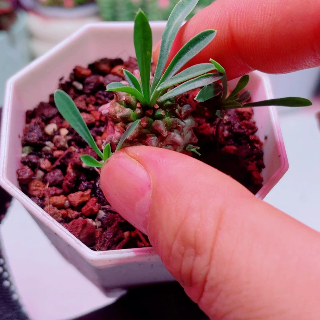 小菠萝全店凑满9.9包邮