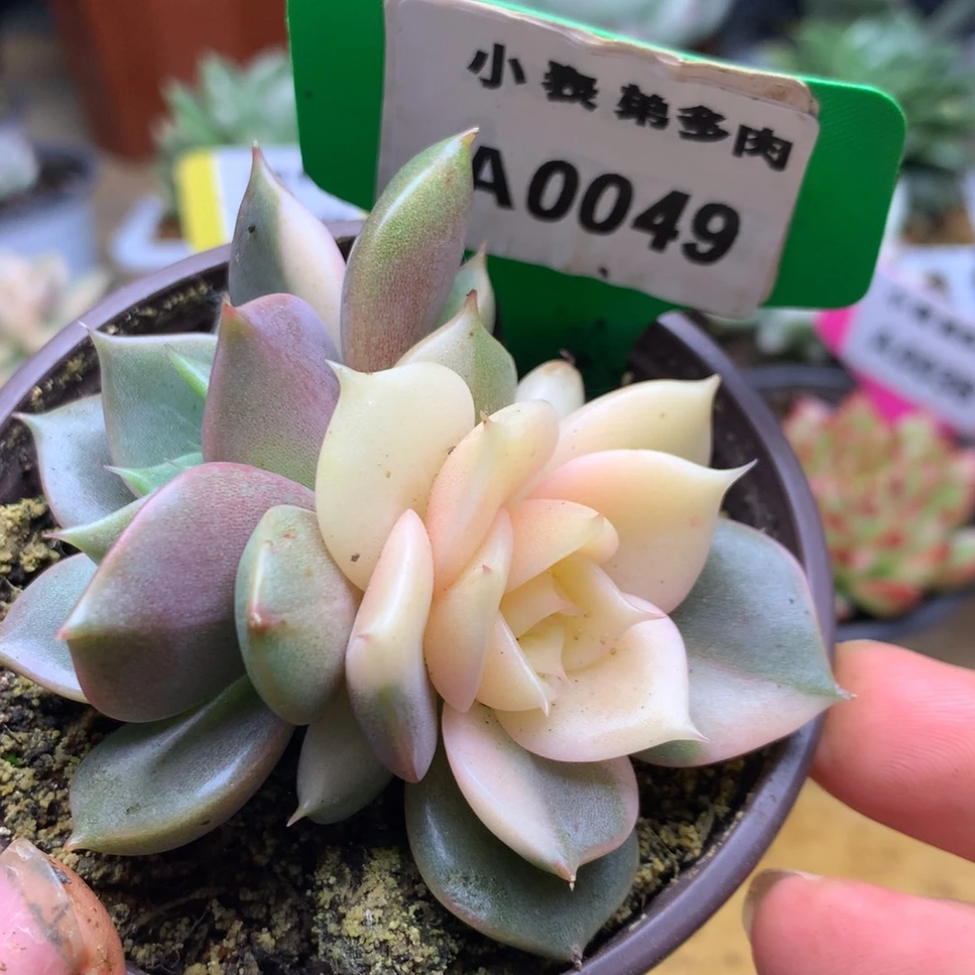 49贝加尔湖hi哈哈