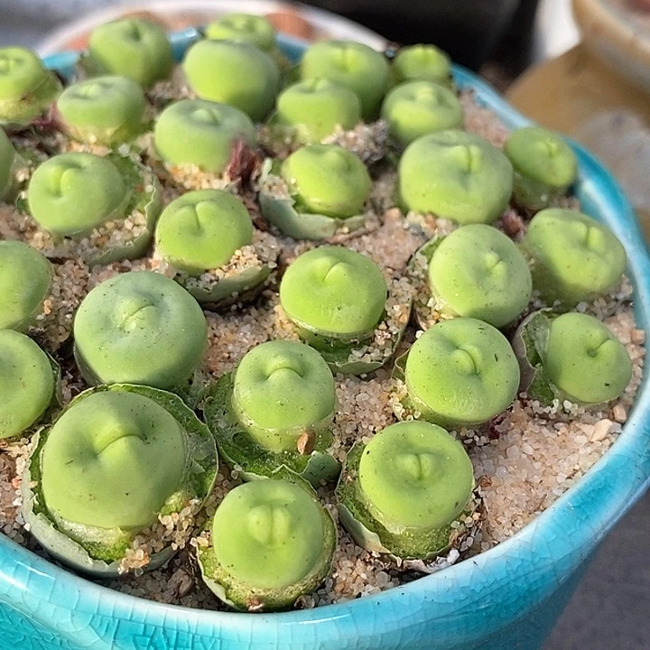 14525嘟嘟嘴一颗