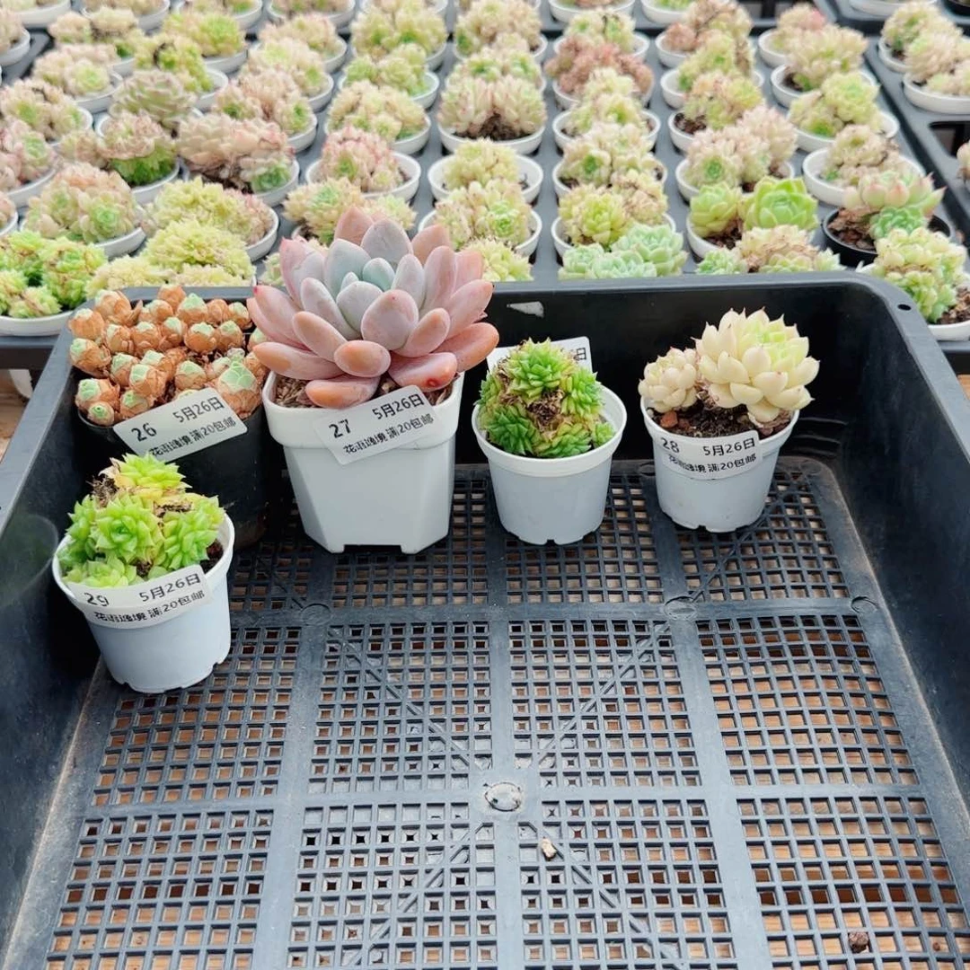 素*、花语逸镜0526-25三个