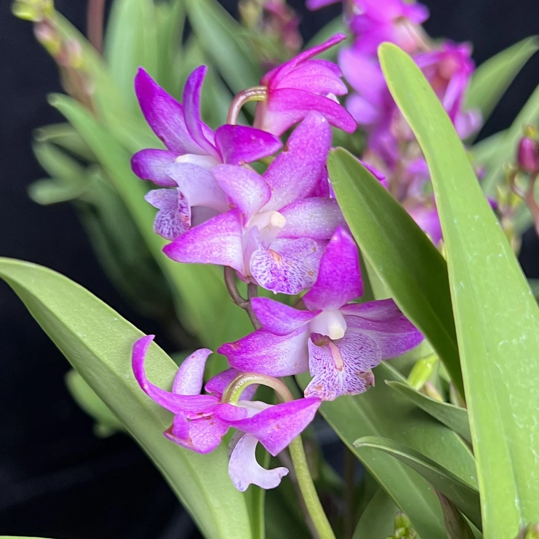 香水石斛粉色 盆栽花卉花期长易爆花发货室内阳台美观易养护