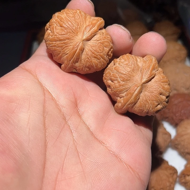 木41精品粗筋元宝。