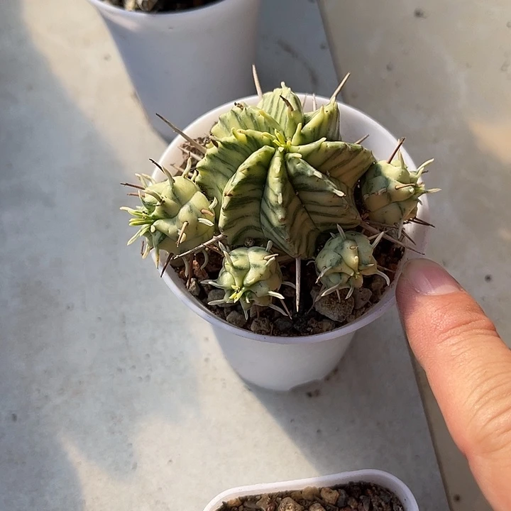 无花朵斑马锦仙人球