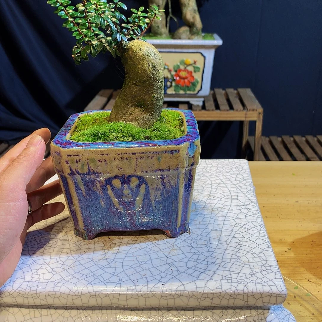 珍珠米叶红花五翅梅