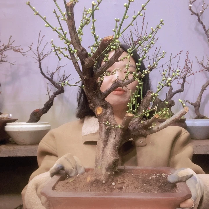 花木追**日梅花老桩盆景