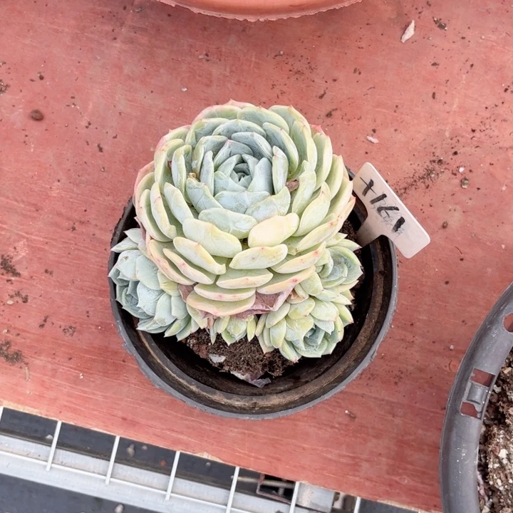 晨语多肉一物一拍+161