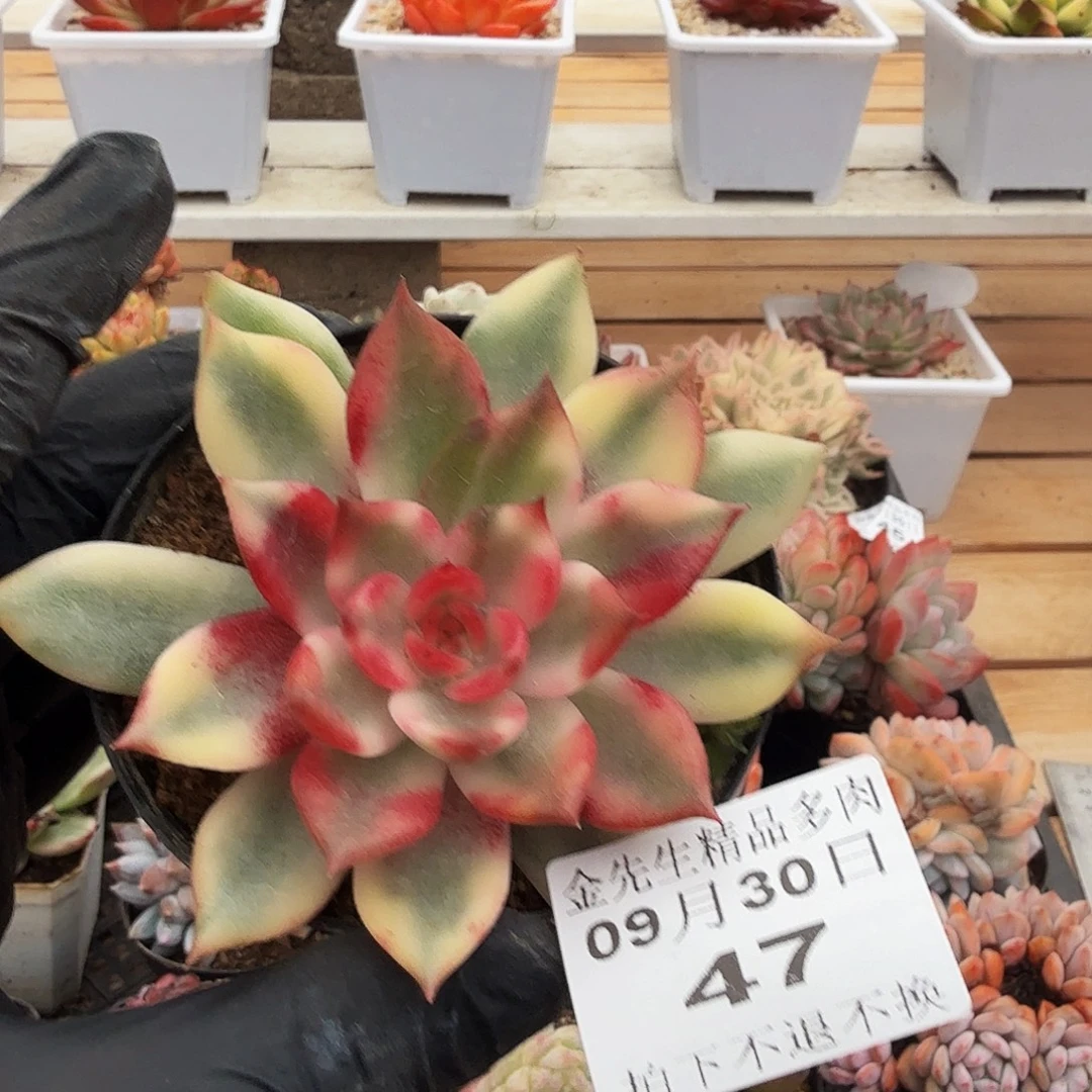 0930-47火焰山锦单头