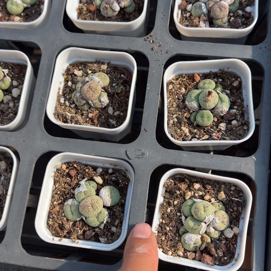 小红嘴亲戚到手1盆量拍多肉满18元包邮下午发货