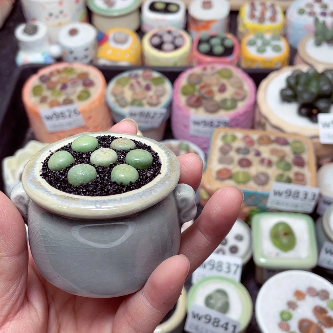 w9847 -零下地区拍保温箱-15支持寄养