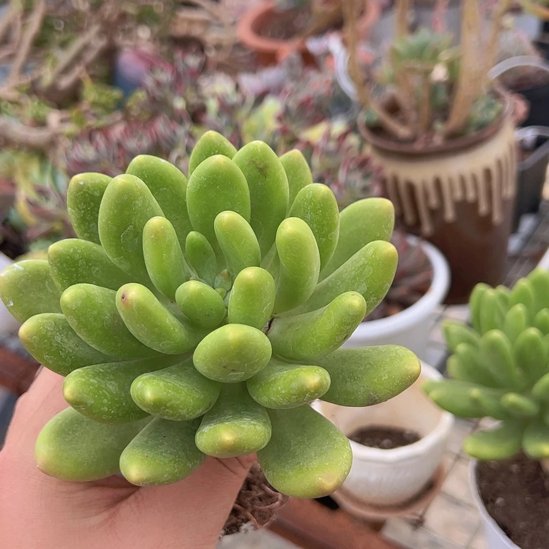 金蟾大单头老桩控养