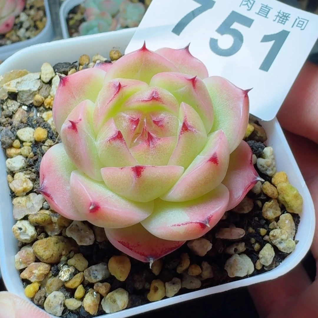 六***月金辉珍妮            精美多肉植物