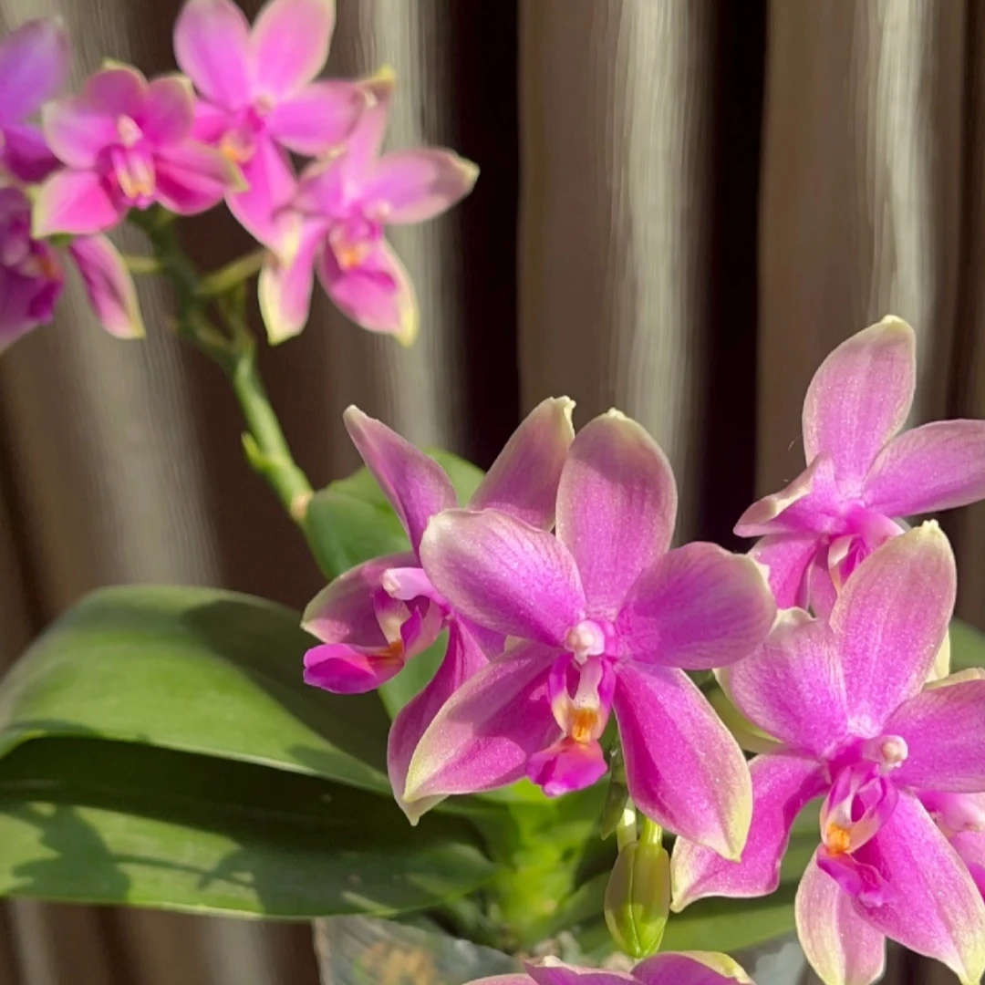 蝴蝶兰 香奈儿3.0寸加高杯 带花剑 有香味