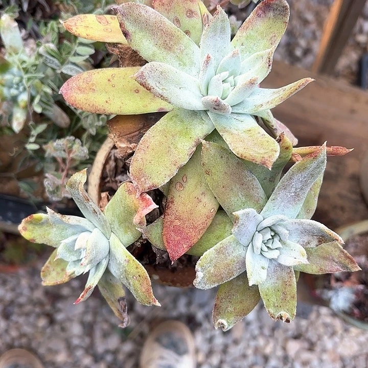 丹*仙女杯多肉植物盆栽