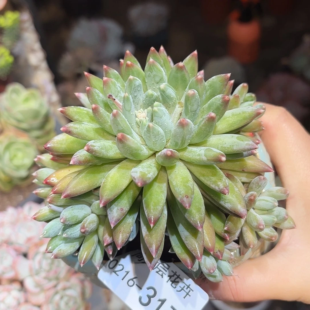 同温层多肉流星雨317