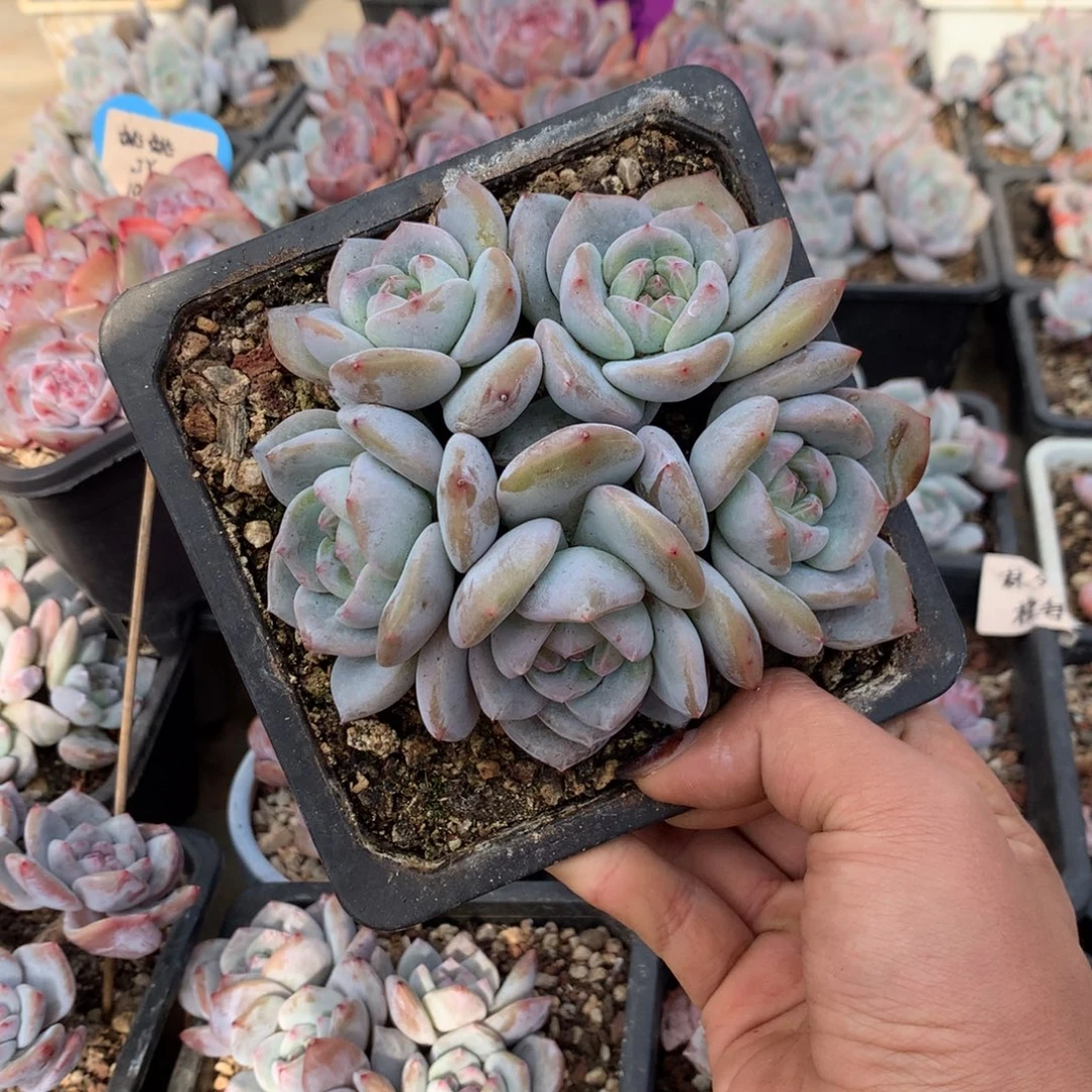 石榴籽五头小脸花花