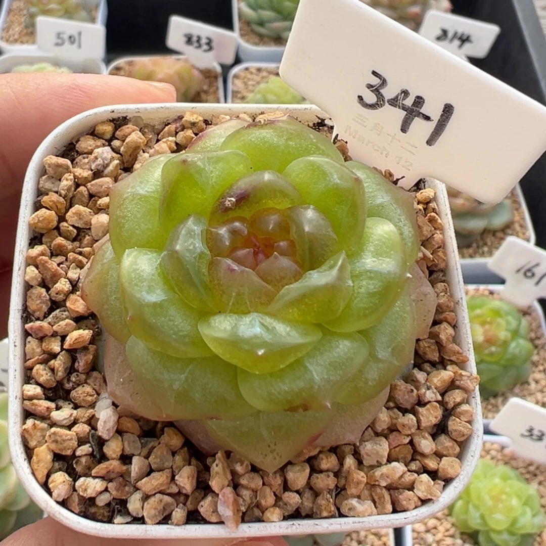 341号无尽灯小瑕疵