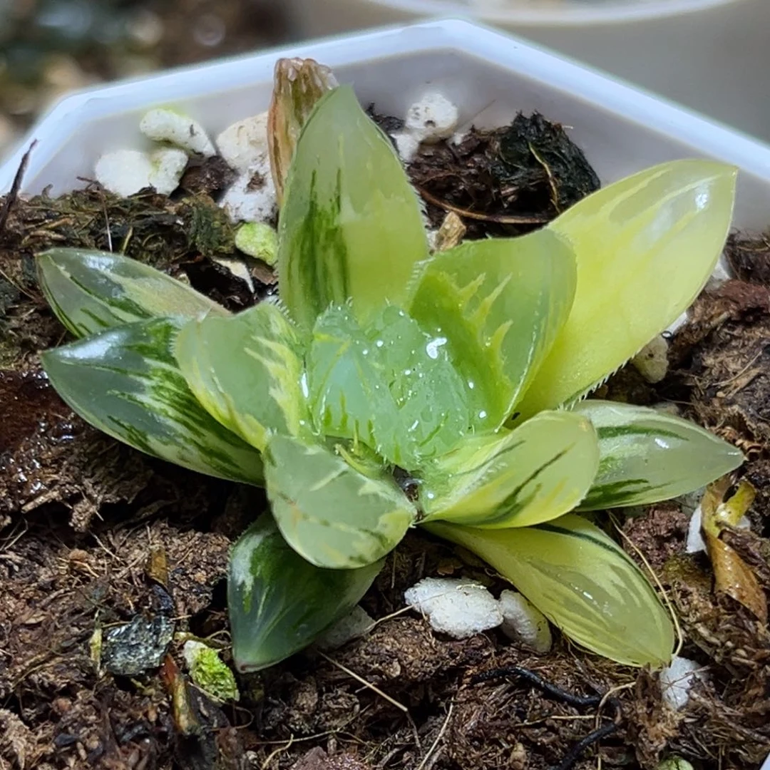 恭喜发财大吉大利510