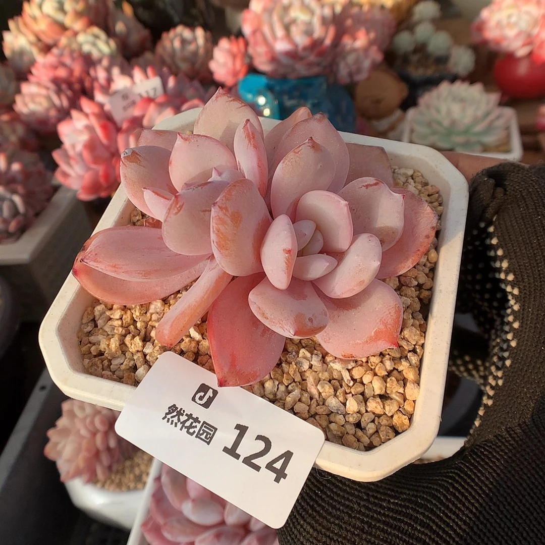 124奶茶多肉植物6666