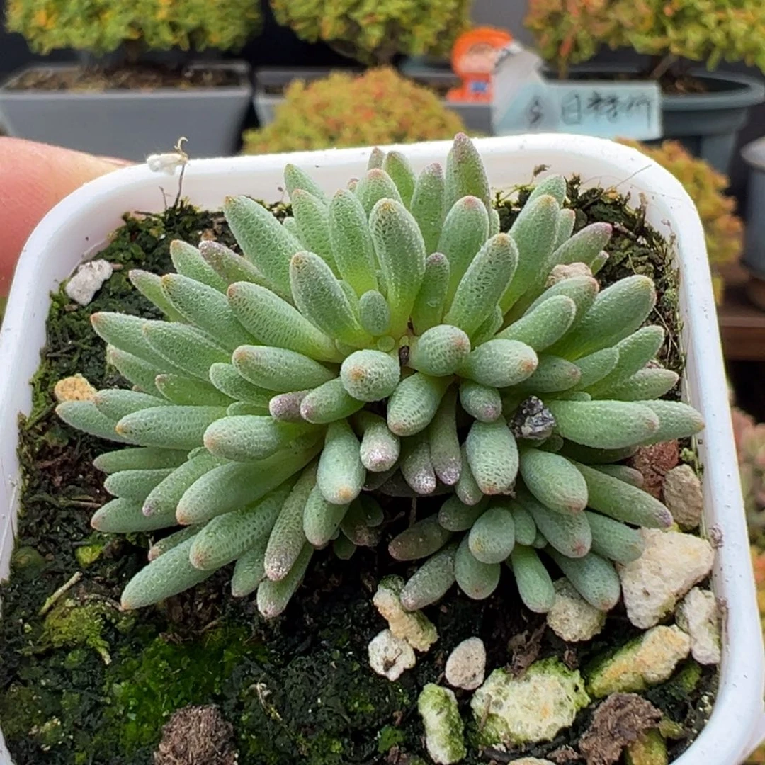 dy5601小可爱晶珊瑚冠幅3.8cm