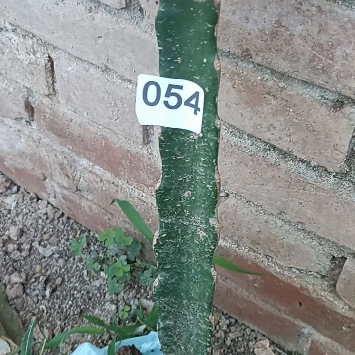 浅****鼠尾紫色花一棵054