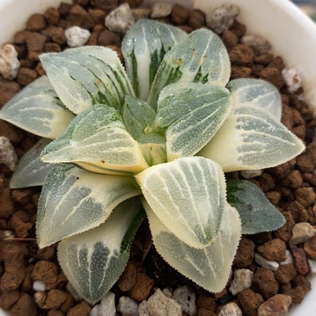 105实生磨面锦一物一拍