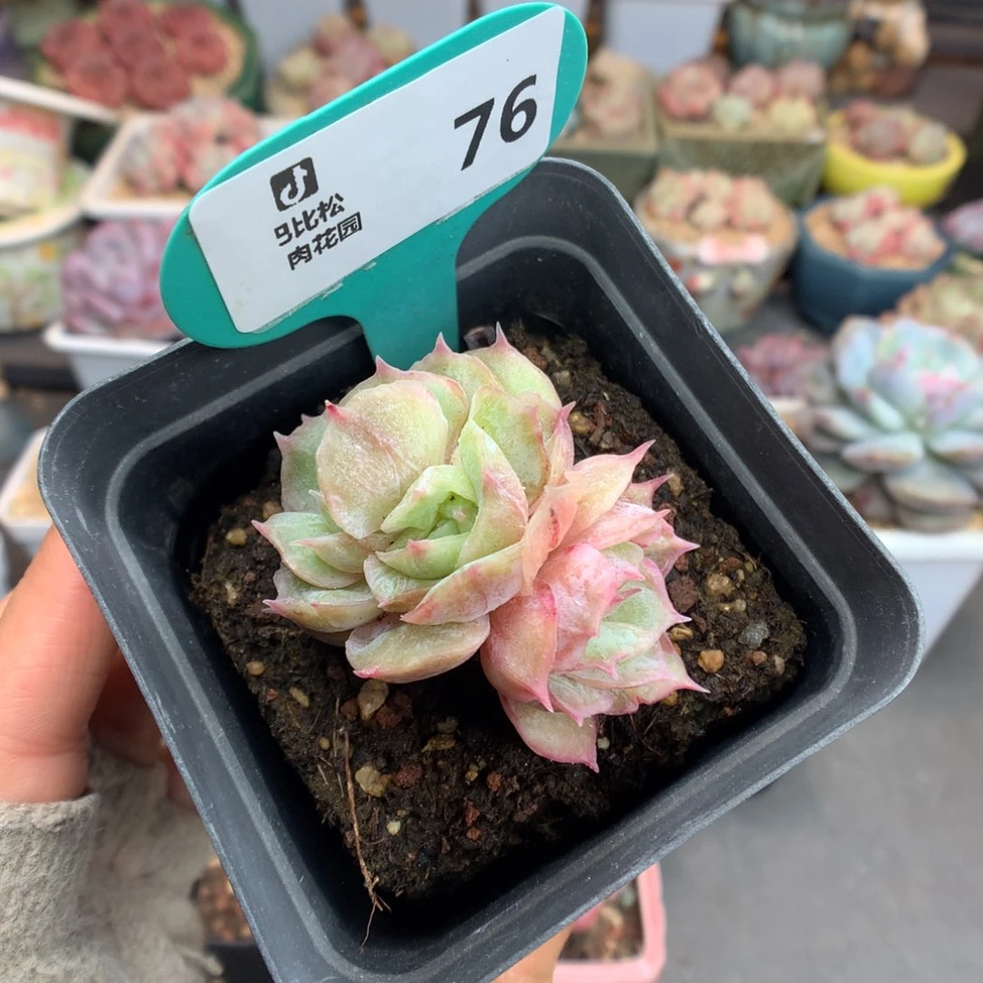 76双头双心昂斯诺石化多肉