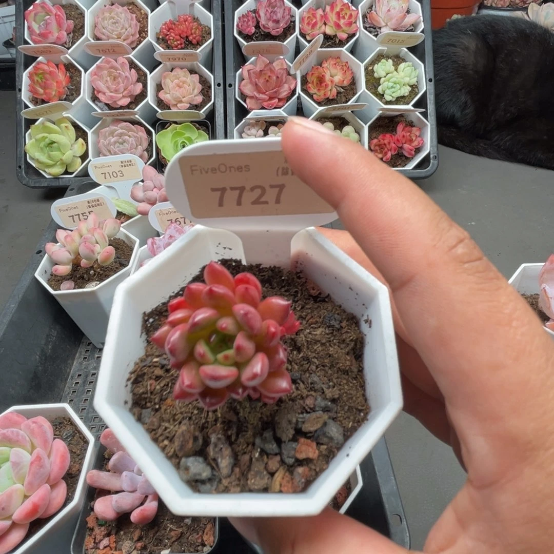 7727红宝石5.0厘米
