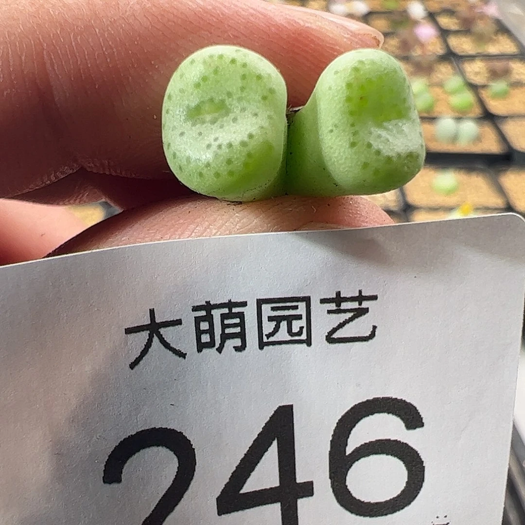 一物一拍SB1197史莱克246