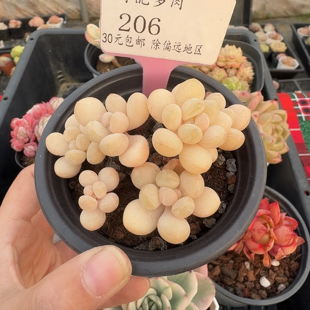 206 脱土 不包整 30元包邮非偏远