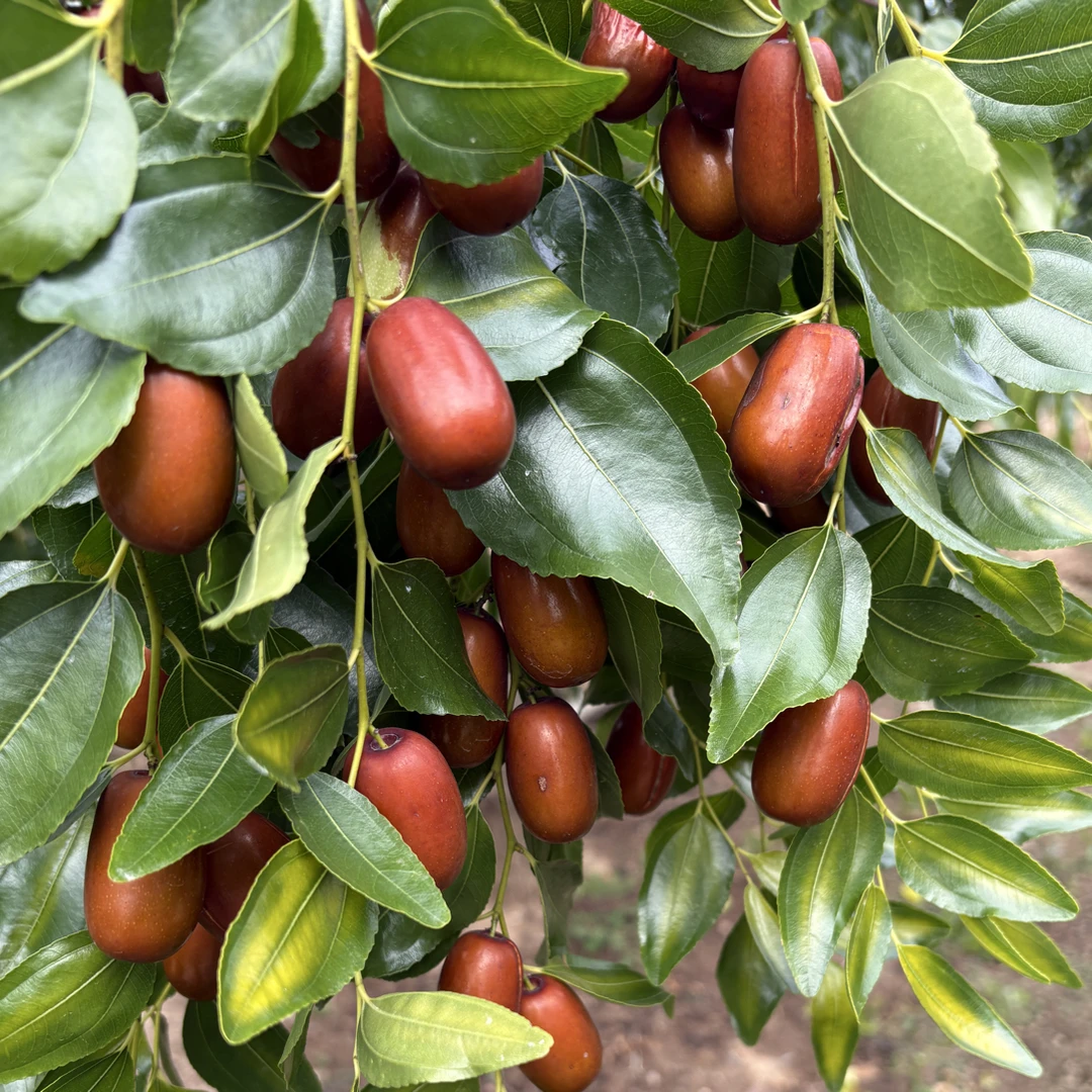 朝阳大枣三星枣酸甜可口
