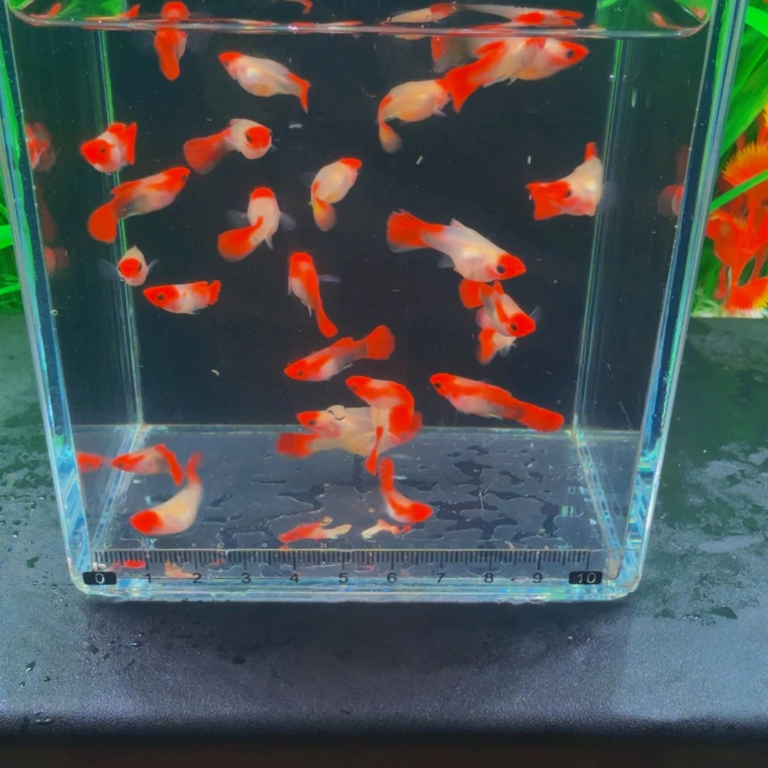 孔雀鱼球体红头玻璃猫2对