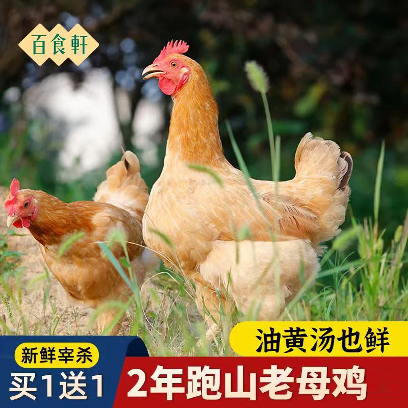 百食轩 大别山新鲜黄油白脚母鸡草鸡柴鸡 炖汤煲汤2/3只