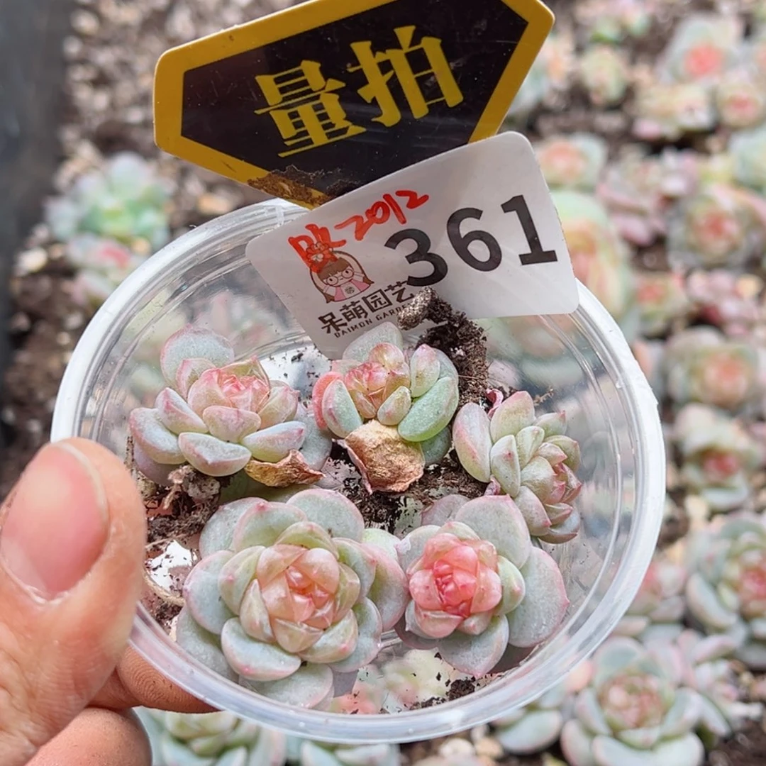 多肉植物多肉植物