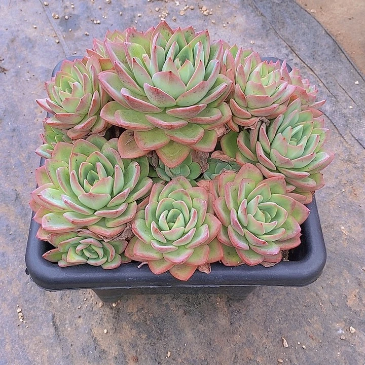 单***丹多肉植物大群多肉植物