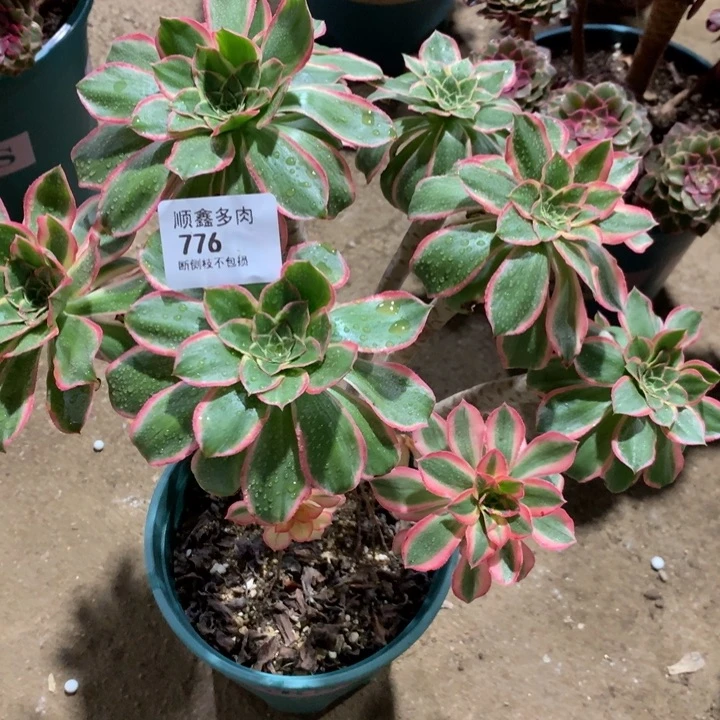 付*喵776绿玫瑰多肉植物