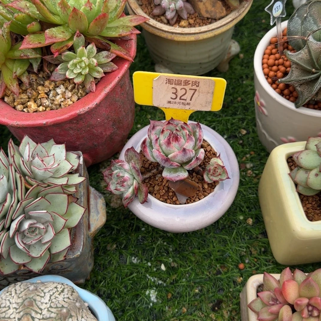 ****逸多肉植物惊鸿仙子