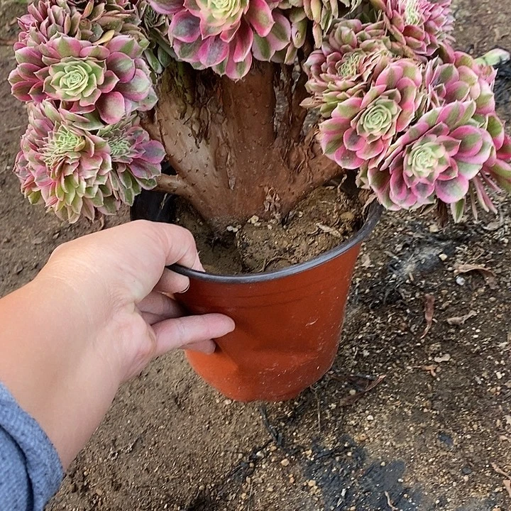 多肉植物倾城缀388