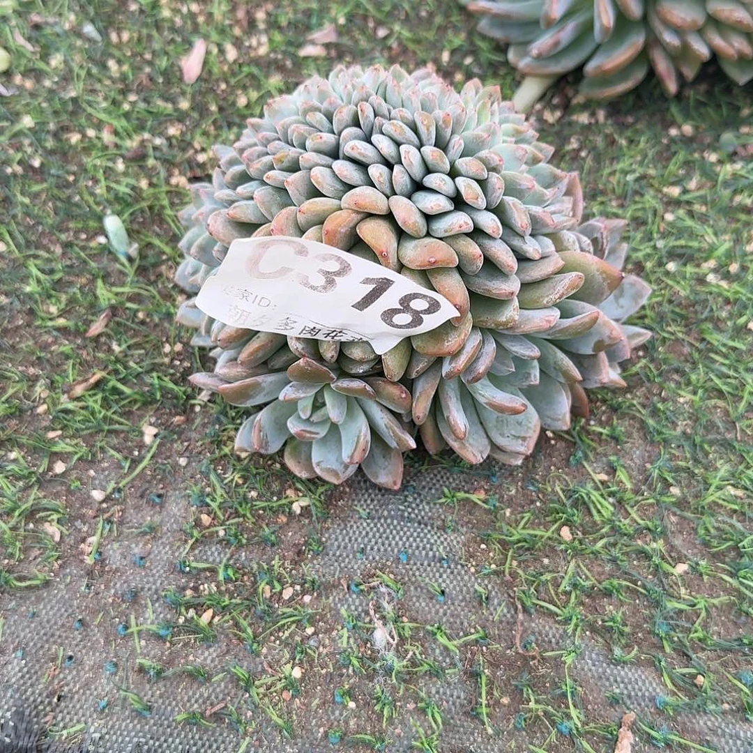 星影缀化呀呀呀哇