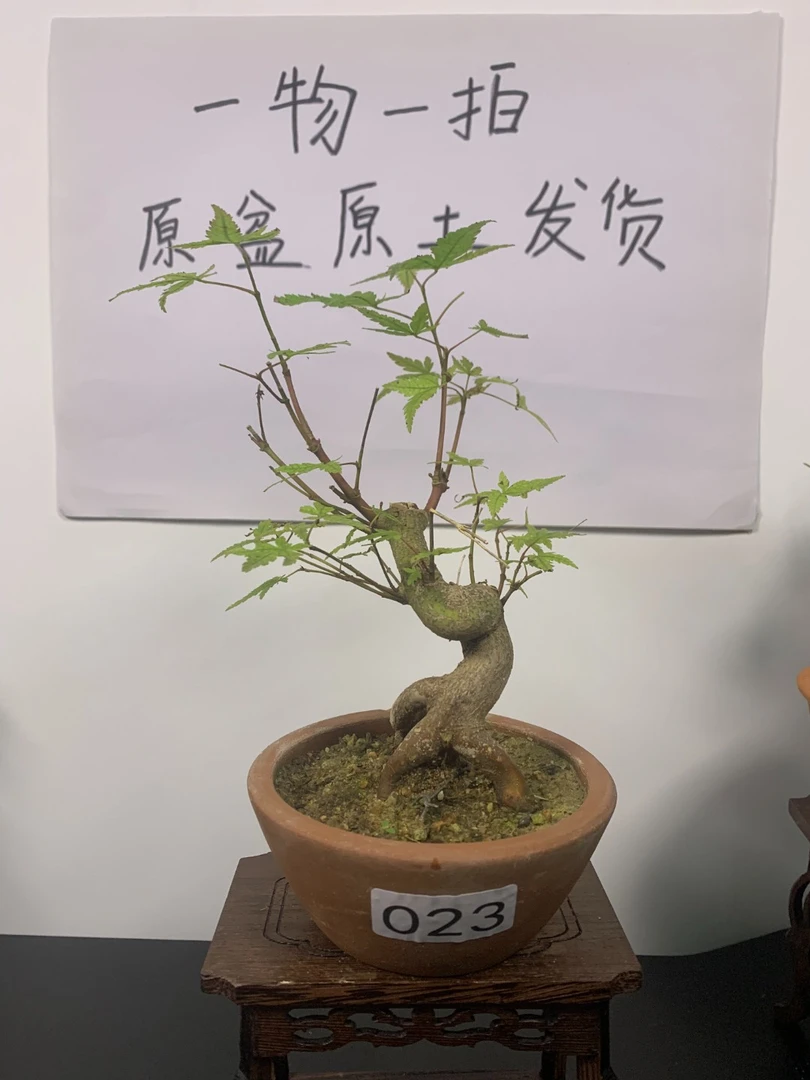鸡爪槭绿植盆景老桩直播间