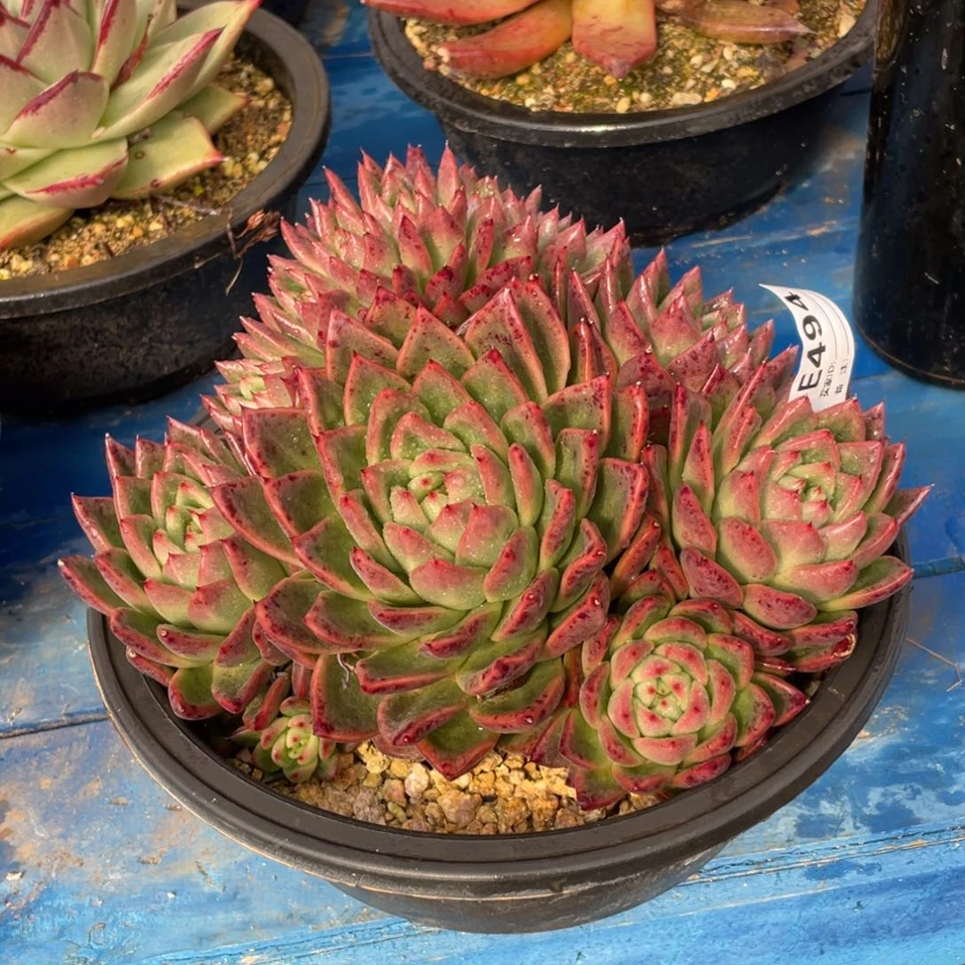 无花朵若如东云单拍E494