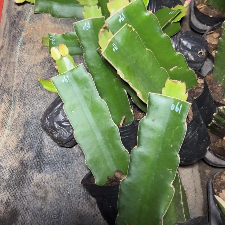 061嫁接小破苗一颗无售后16.8