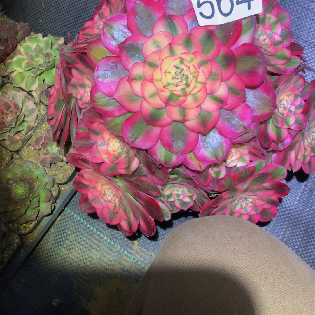 猪***6法师多肉植物564倾城