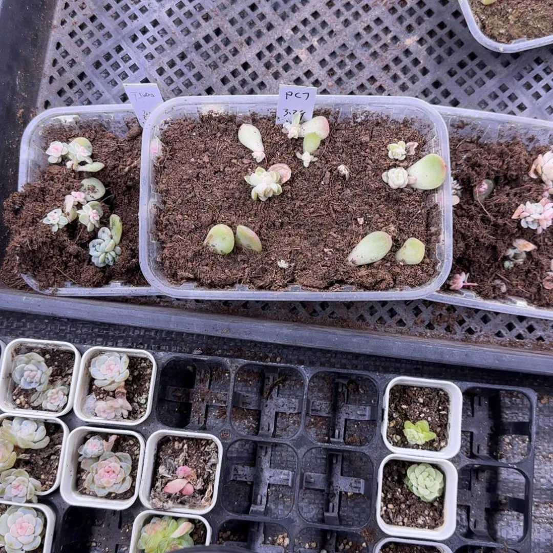 Pc7 穴一个满25包邮