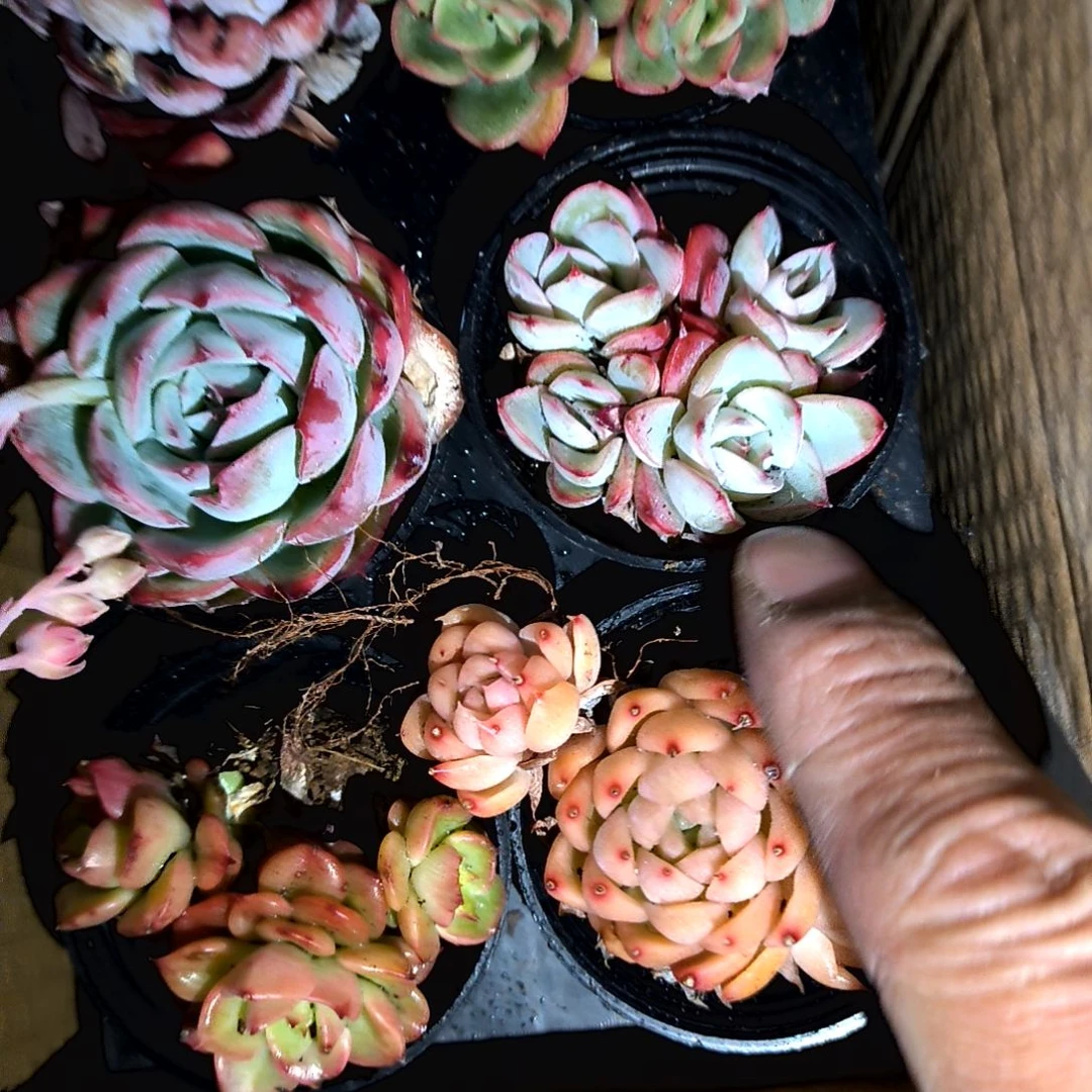 星**～一物一拍绝绝子，1-13号