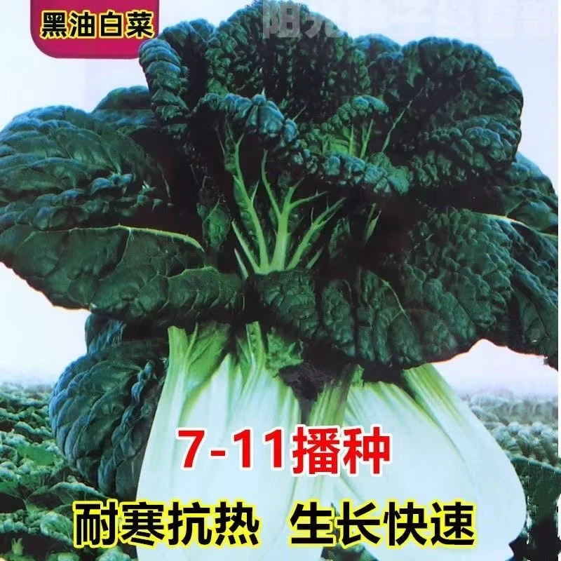 【全店满6包包邮】【100】黑奶油白菜种子