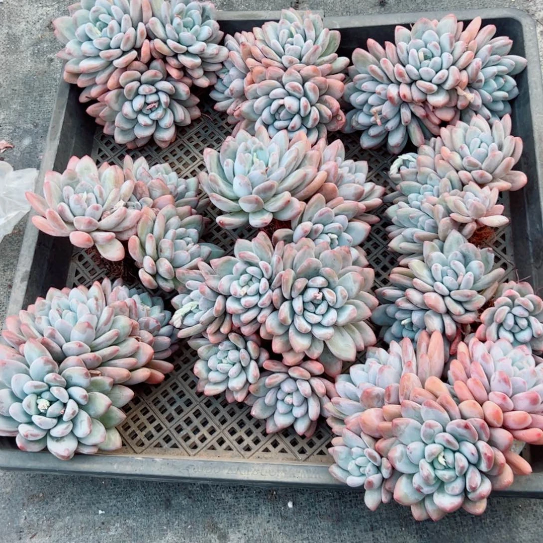 小**。多肉植物多肉植物